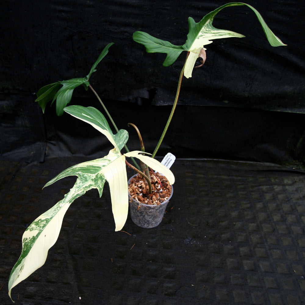 
                      
                        Philodendron 'Florida Beauty' Variegated
                      
                    