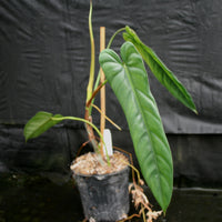 Philodendron dolichogynium (formerly sp macas)