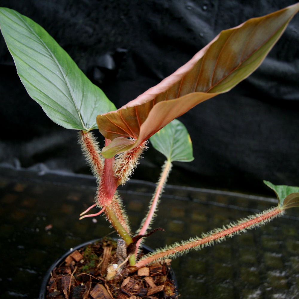 
                      
                        Philodendron serpens - Red Petiole
                      
                    
