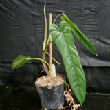 Philodendron dolichogynium (formerly sp macas)