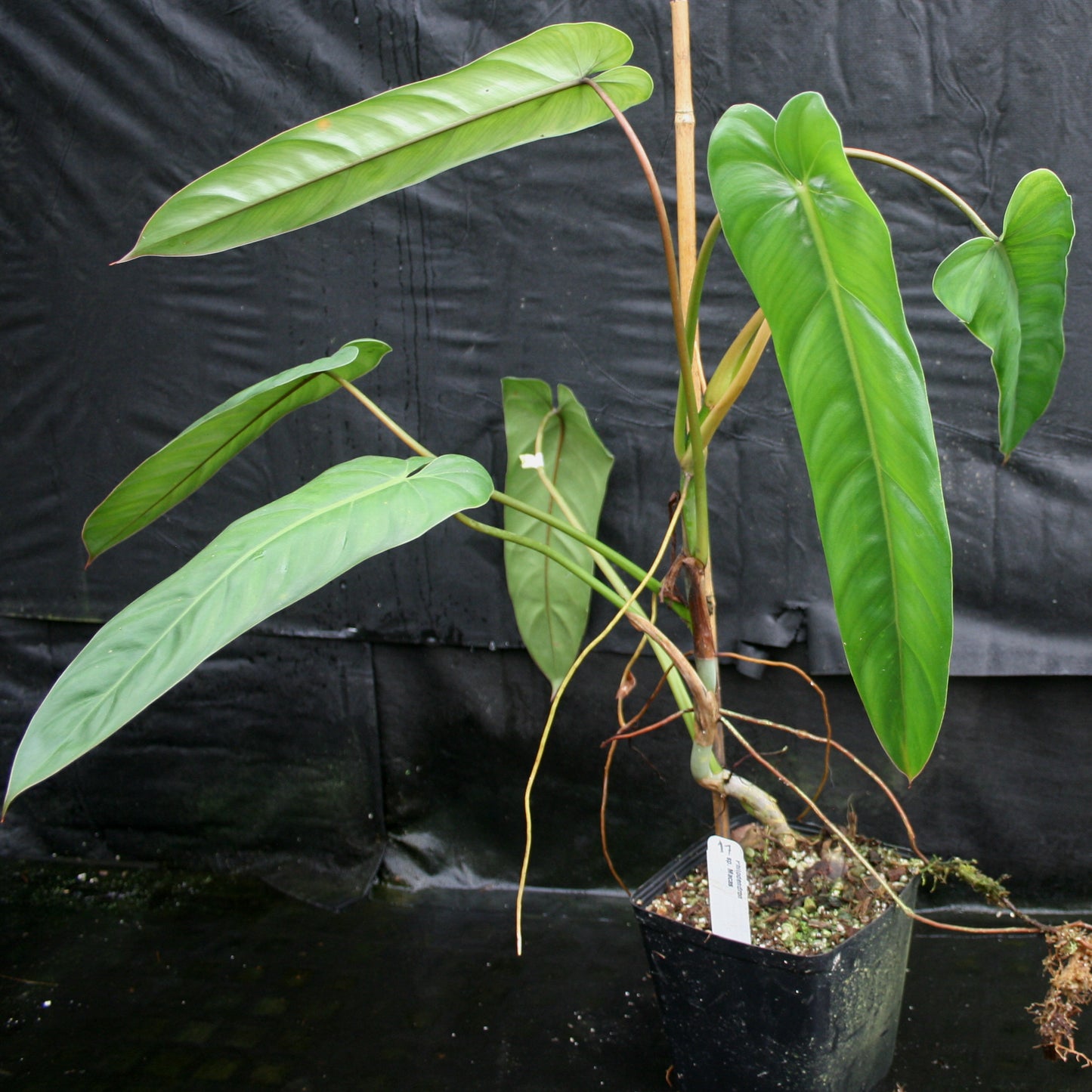 philodendron bernardopazii care Philodendron dolichogynium (formerly sp macas)