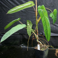 Philodendron dolichogynium (formerly sp macas)
