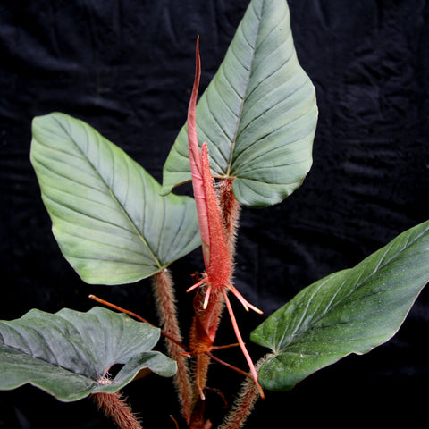 Philodendron serpens with red petioles and broad green leaves against a dark background.