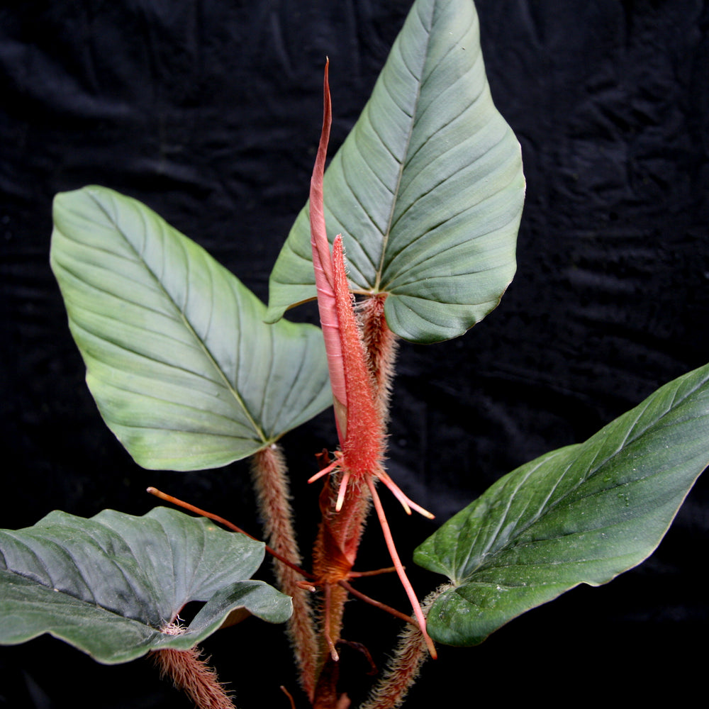 philodendron serpens vs squamicaule Philodendron serpens