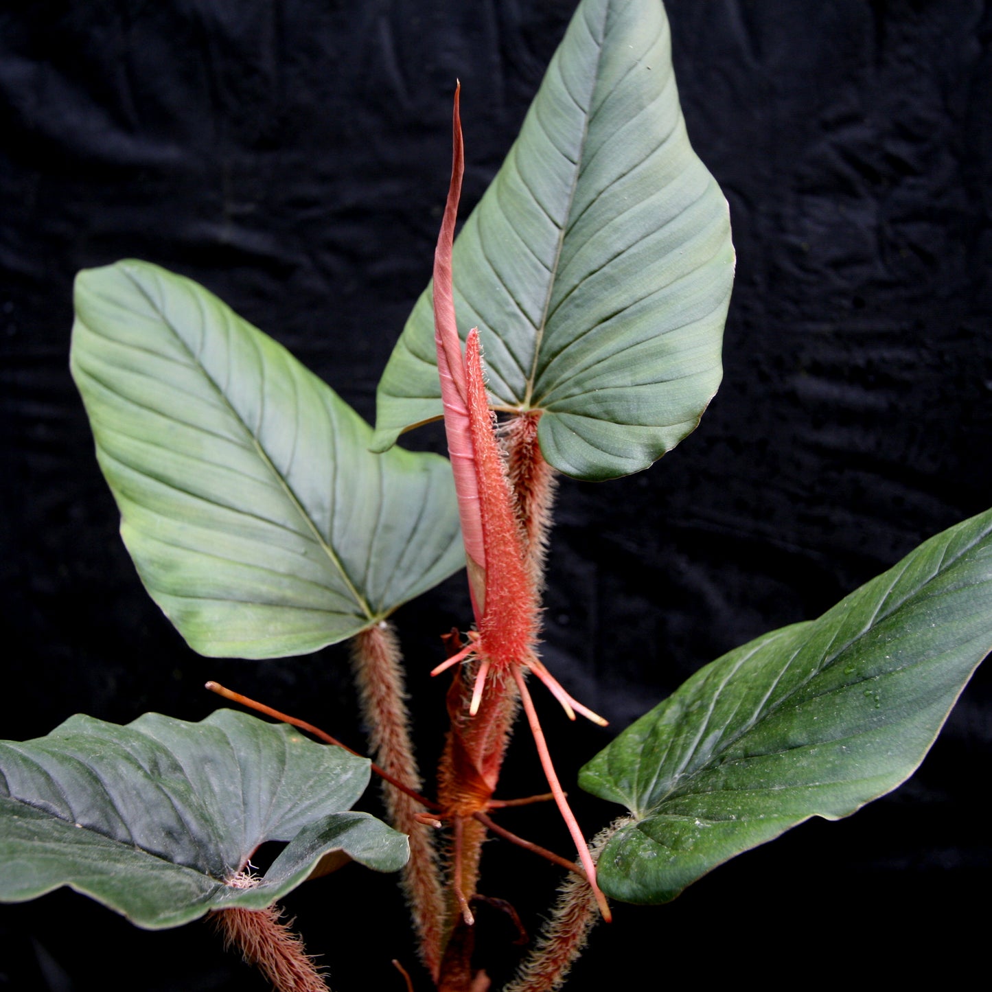 philodendron hairy petioles Philodendron serpens