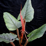 Philodendron serpens - Red Petiole