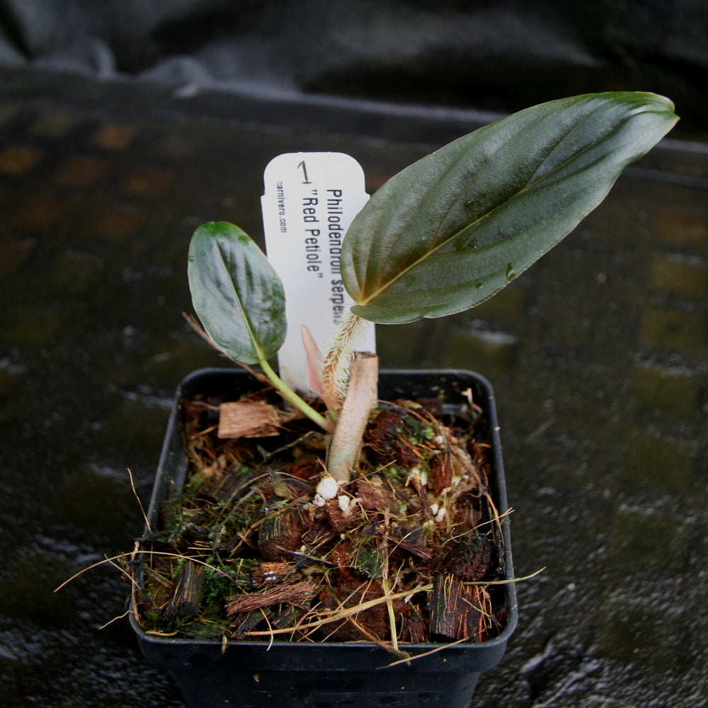 
                      
                        Philodendron serpens - Red Petiole
                      
                    