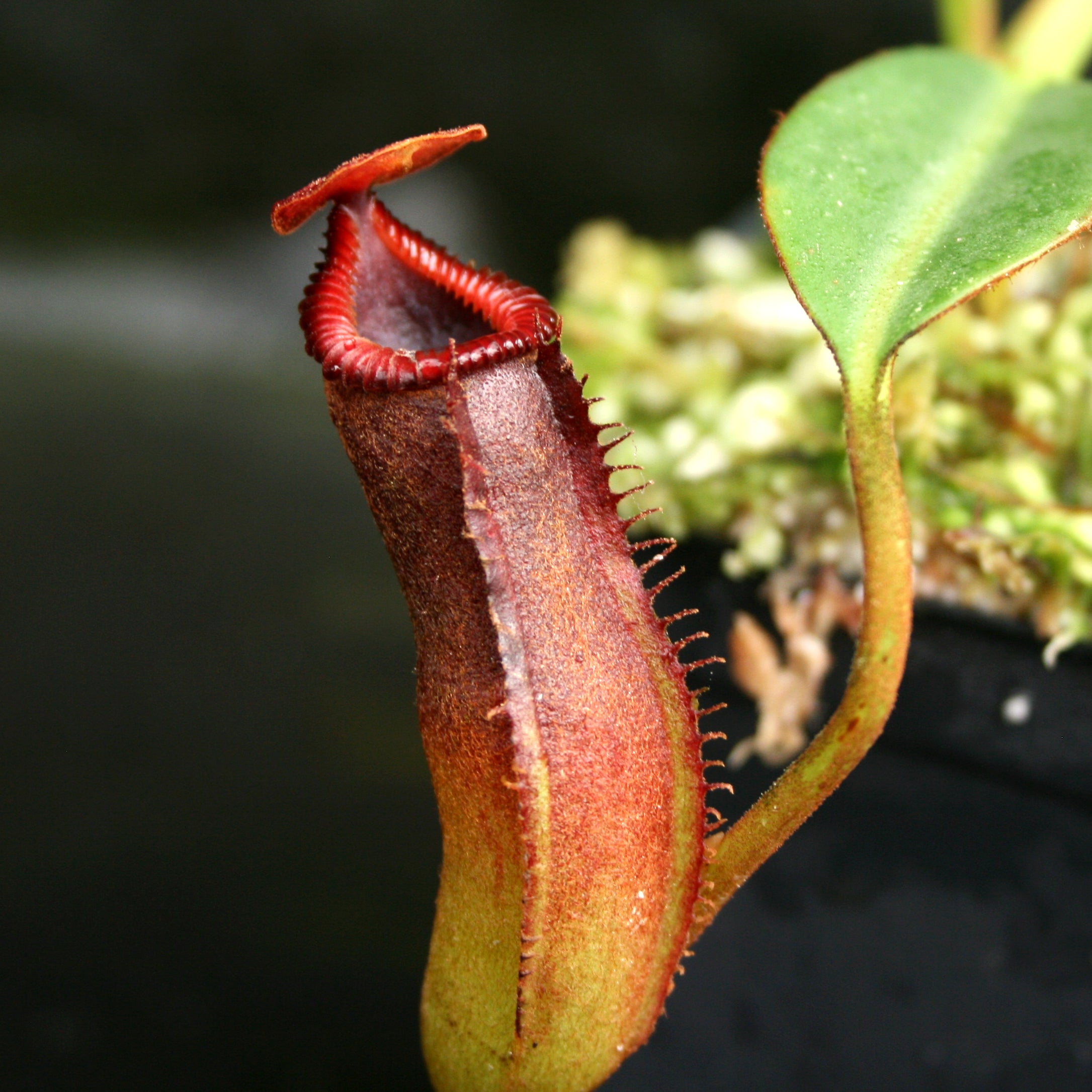 Nepenthes edwardsiana – Carnivero