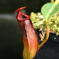 Nepenthes edwardsiana