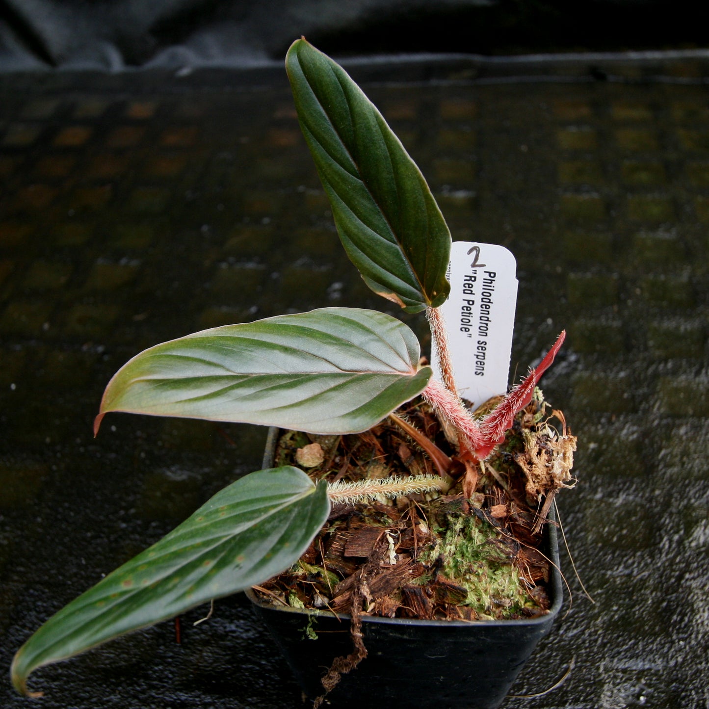 red velvet philodendron Philodendron serpens