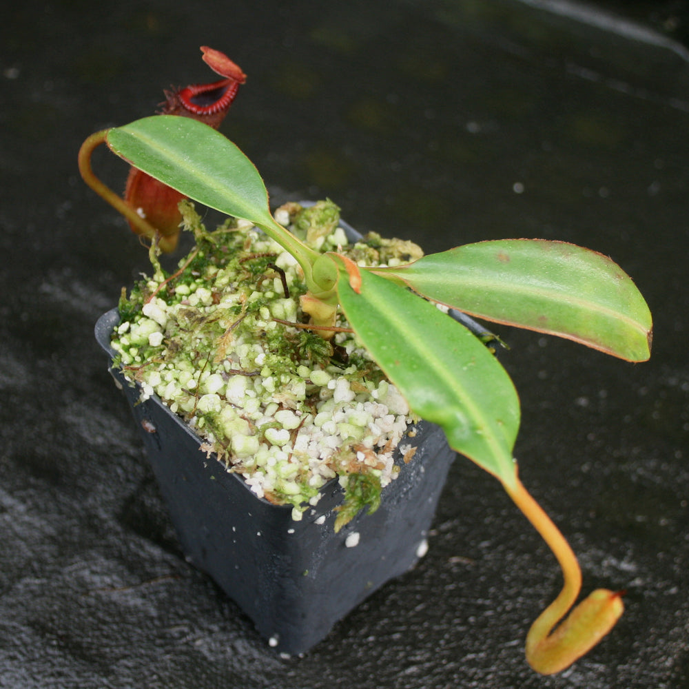 
                      
                        Nepenthes edwardsiana
                      
                    