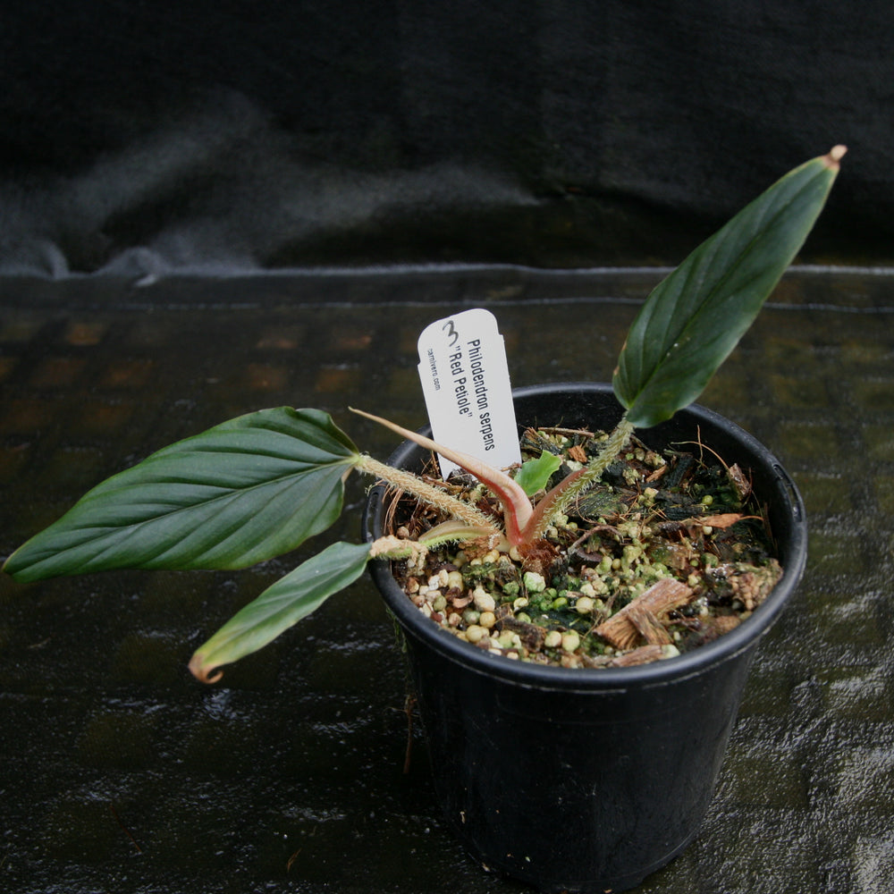 
                      
                        Philodendron serpens - Red Petiole
                      
                    