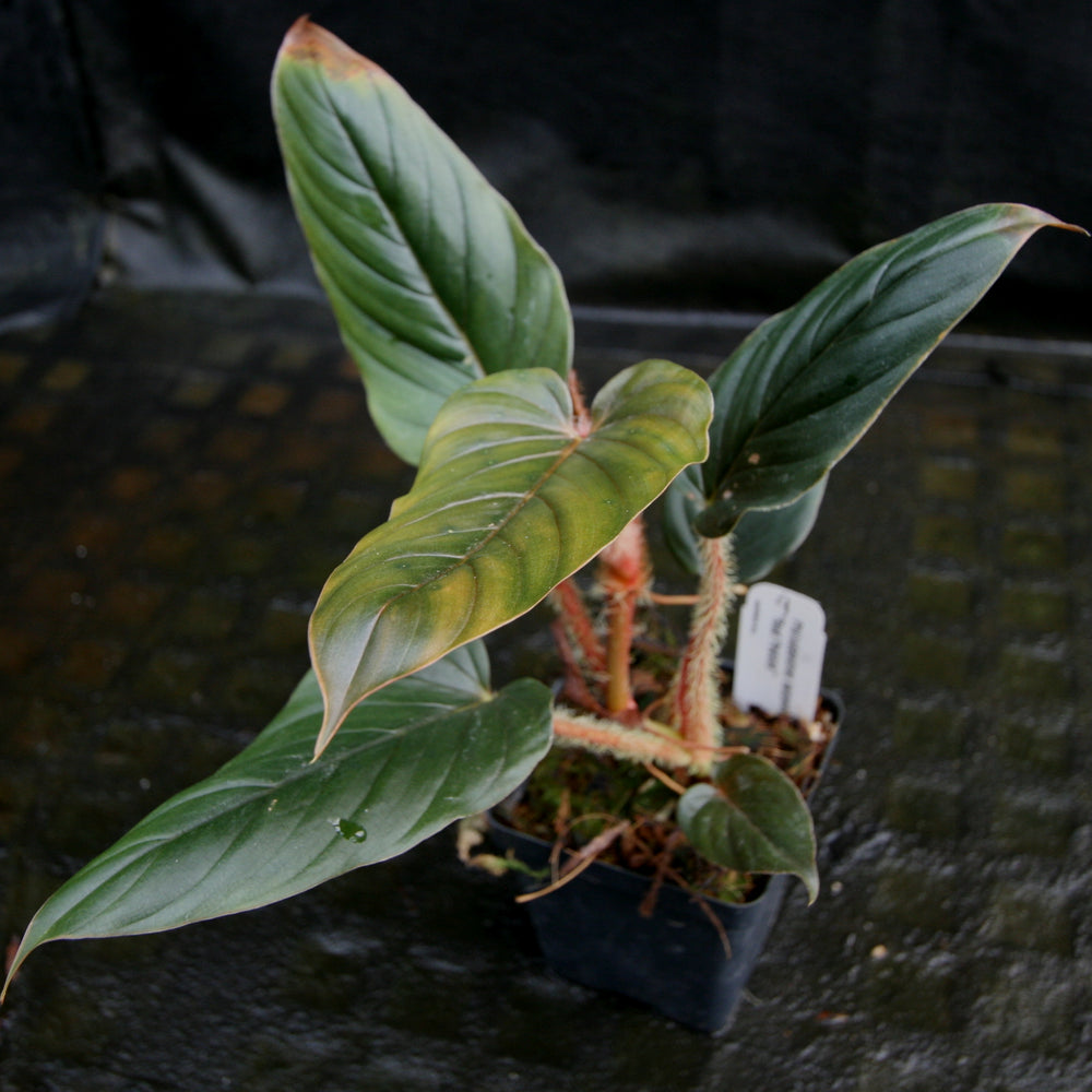 
                      
                        Philodendron serpens - Red Petiole
                      
                    