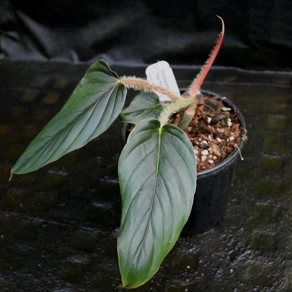 
                      
                        Philodendron serpens - Red Petiole
                      
                    