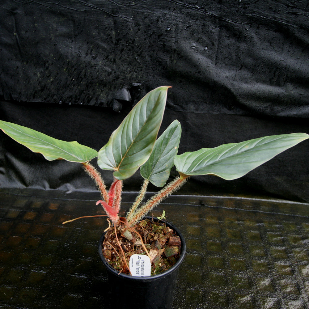 
                      
                        Philodendron serpens - Red Petiole
                      
                    