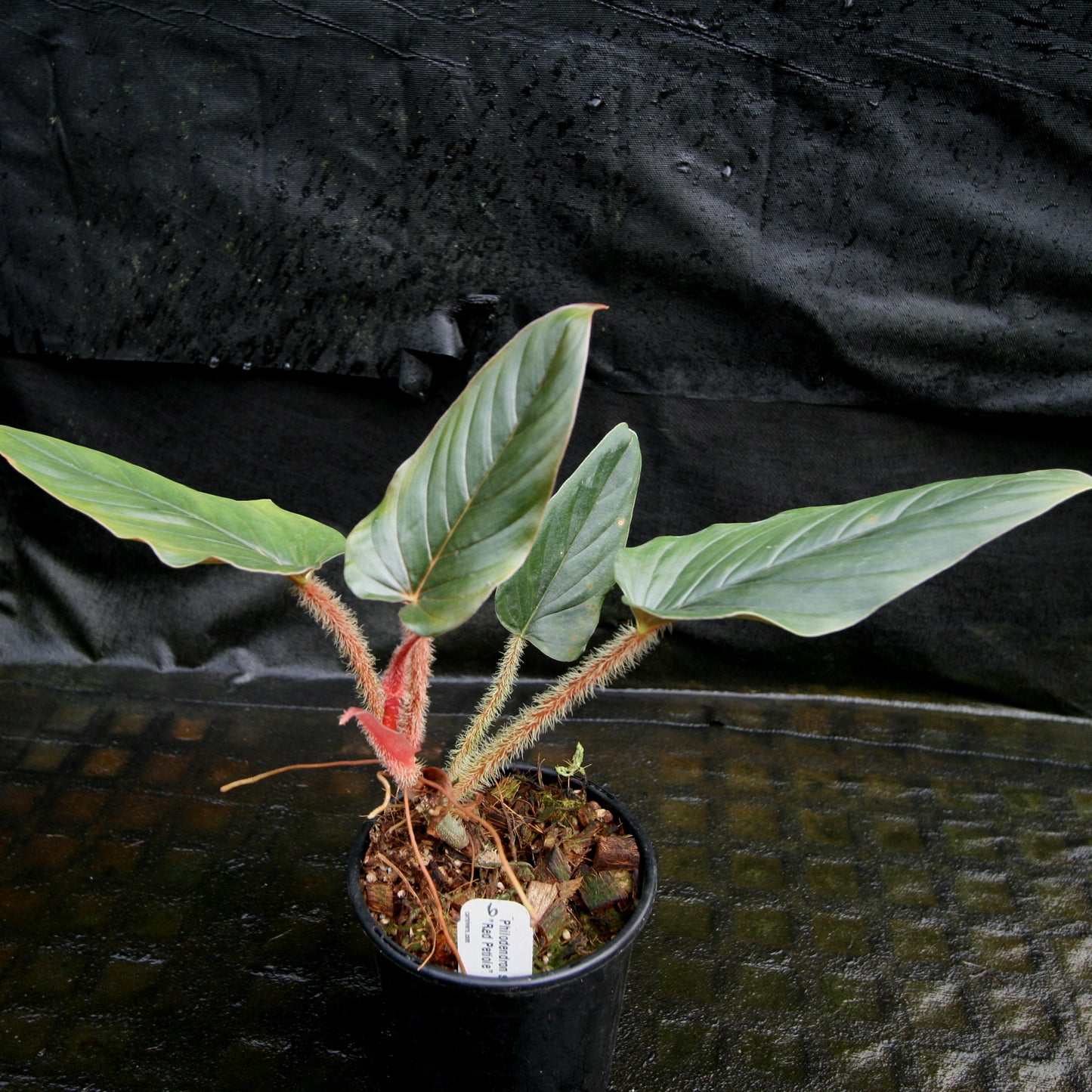 petiole philodendron Philodendron serpens