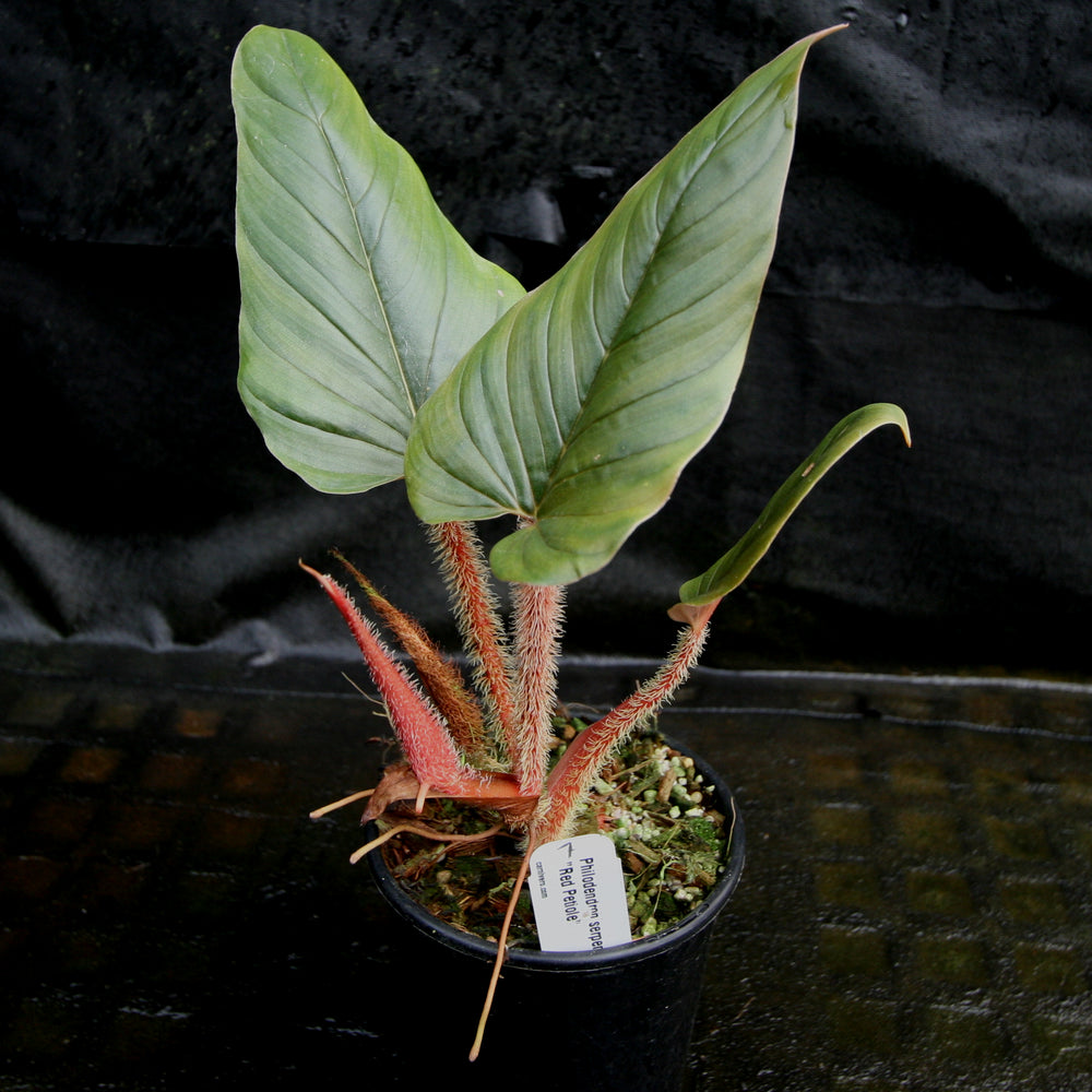 
                      
                        Philodendron serpens - Red Petiole
                      
                    