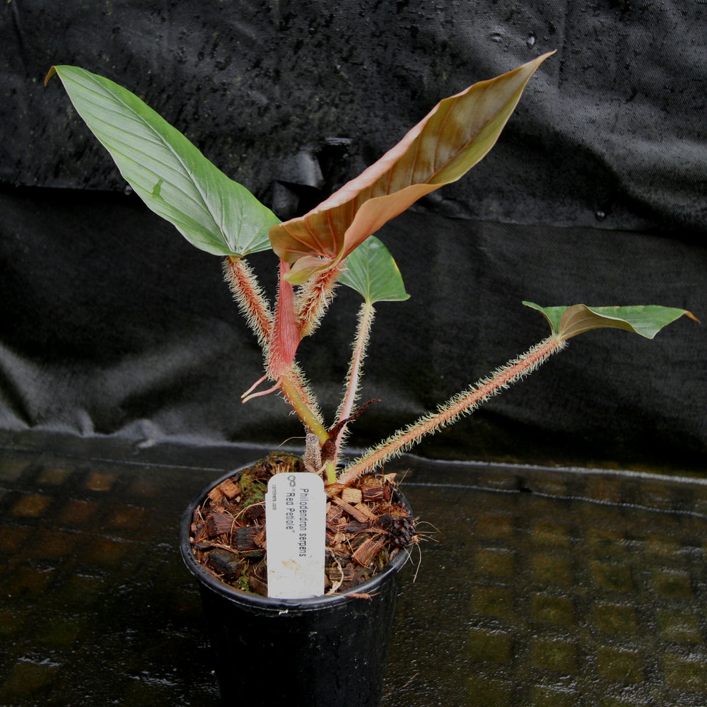 
                      
                        Philodendron serpens - Red Petiole
                      
                    