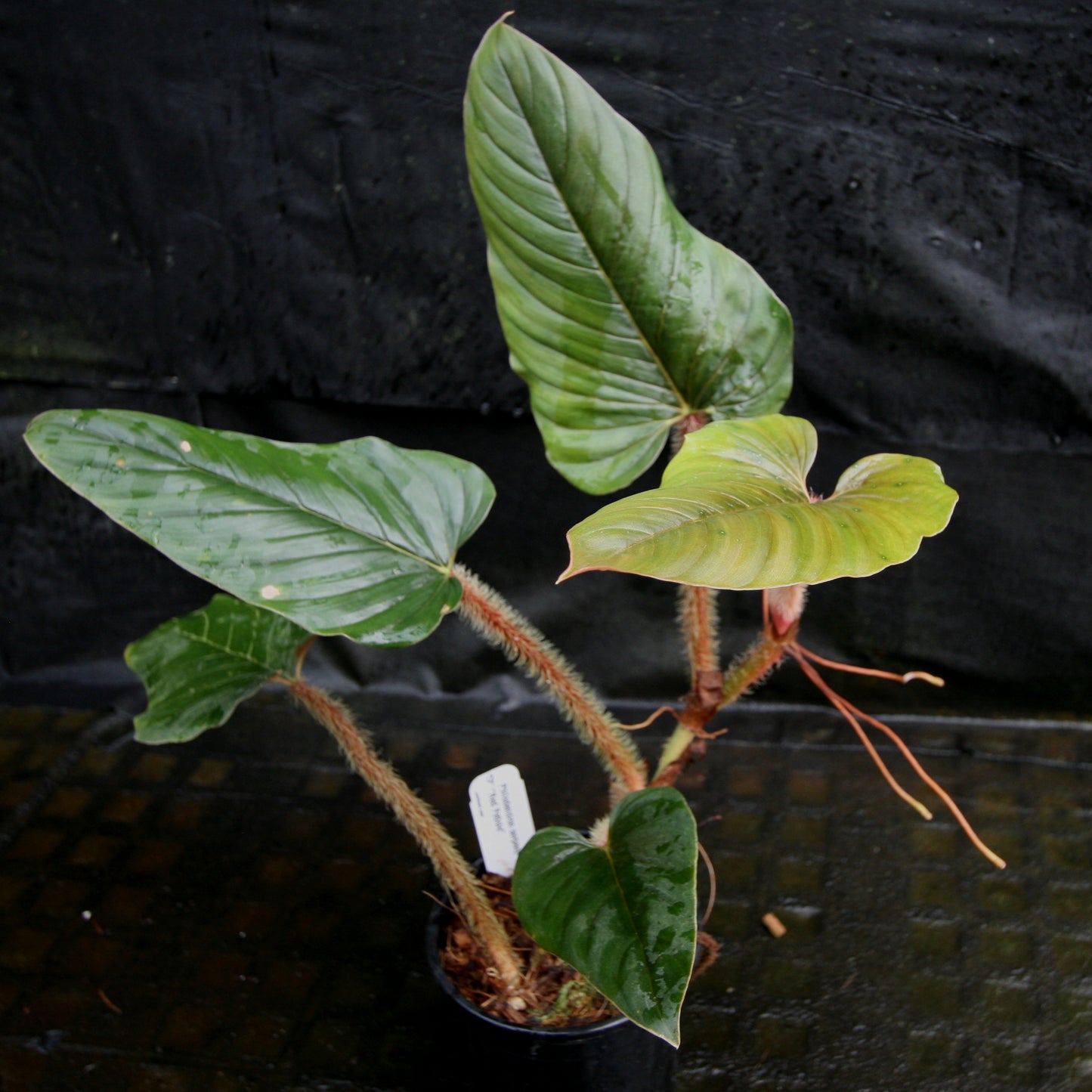 philodendron serpens vs squamicaule Philodendron serpens