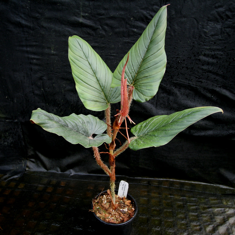 
                      
                        Philodendron serpens - Red Petiole
                      
                    