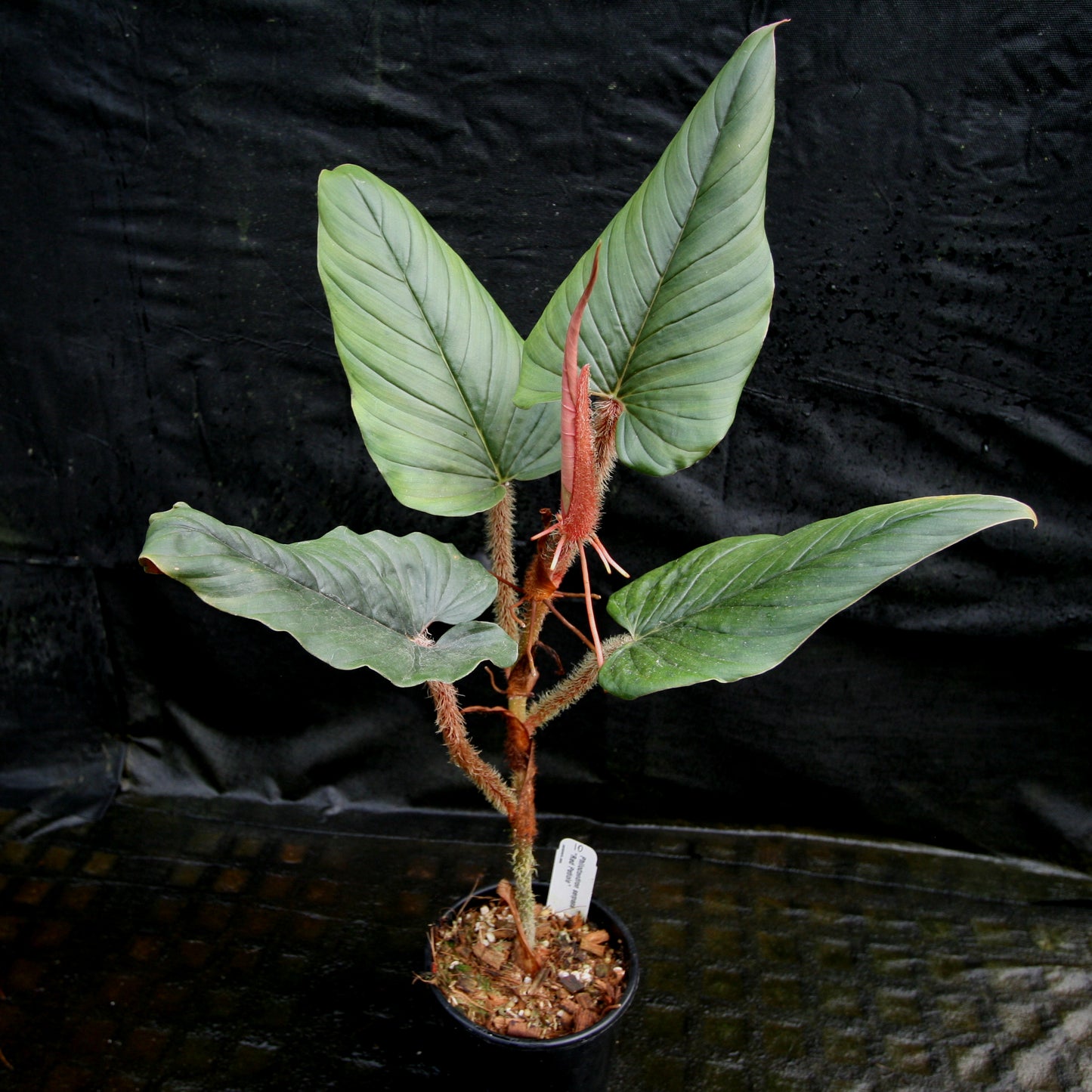 philodendron gloriosum arten Philodendron Gloriosum - Philodendron Gloriosum