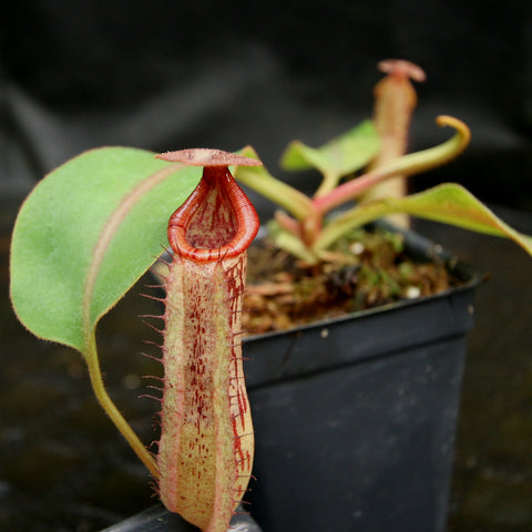 Nepenthes veitchii x Rokko pitcher with red rim and pale speckled body in a pot.