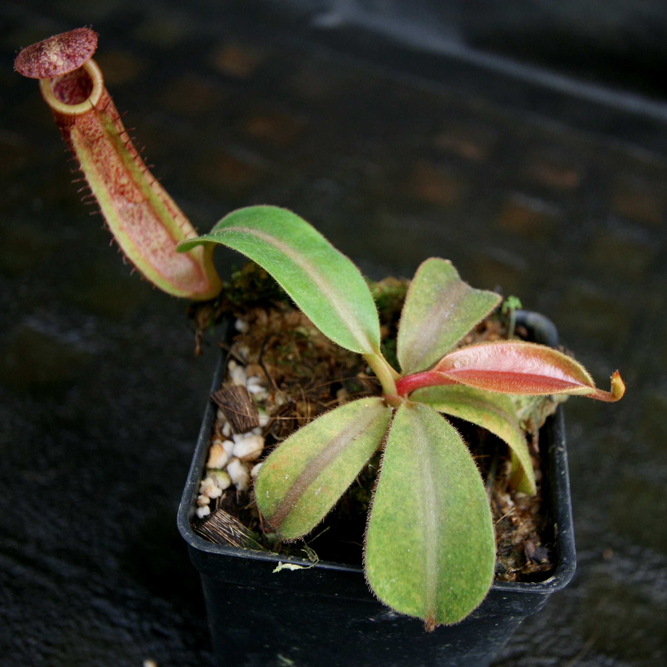 Nepenthes veitchii JB x Rokko, CAR-0260 – Carnivero