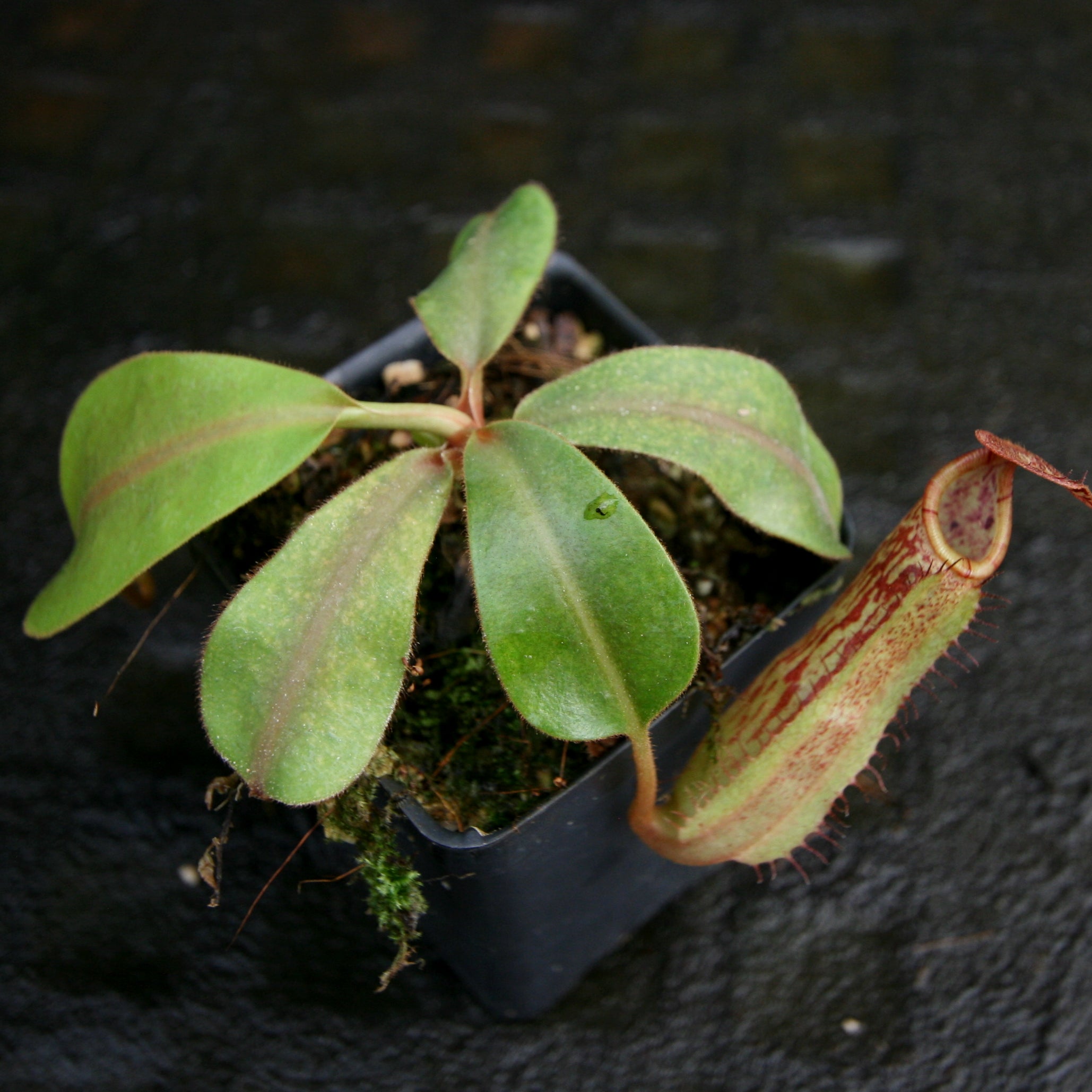 Nepenthes veitchii JB x Rokko, CAR-0260 – Carnivero