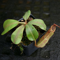 Nepenthes veitchii JB x Rokko, CAR-0260