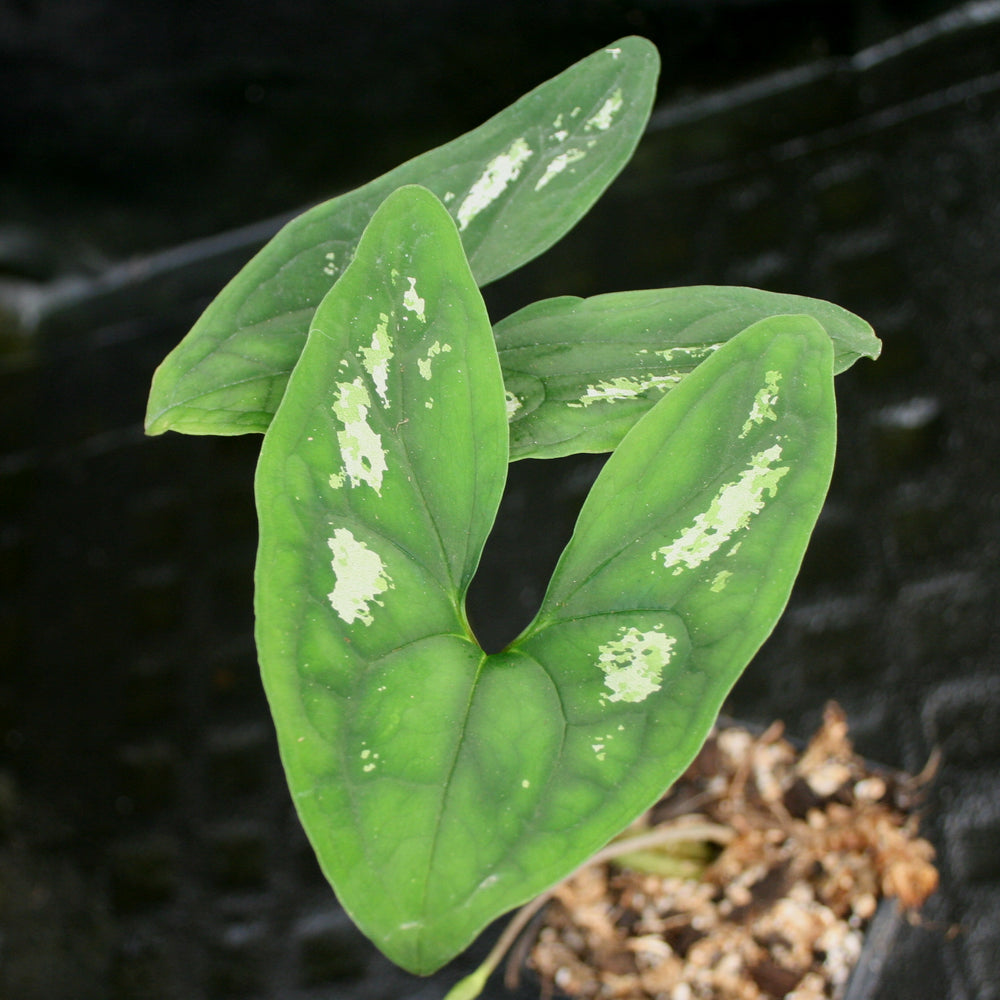 
                      
                        Ulearum donburnsii
                      
                    