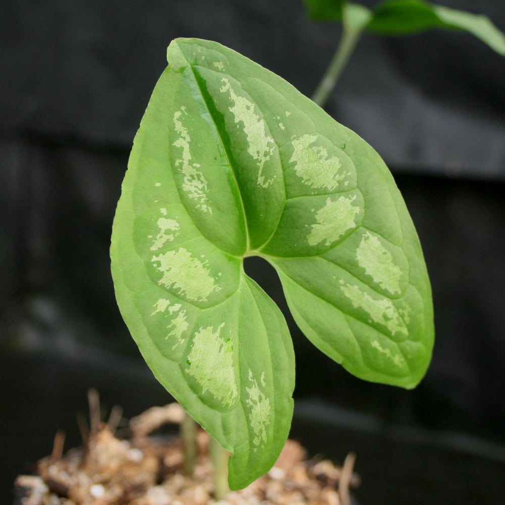 
                      
                        Ulearum donburnsii
                      
                    