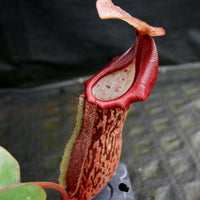 Nepenthes [(lowii x veitchii) x boschiana)] "Red Ruffled" x [(Rokko x boschiana) x veitchii] "Squat", CAR-0193