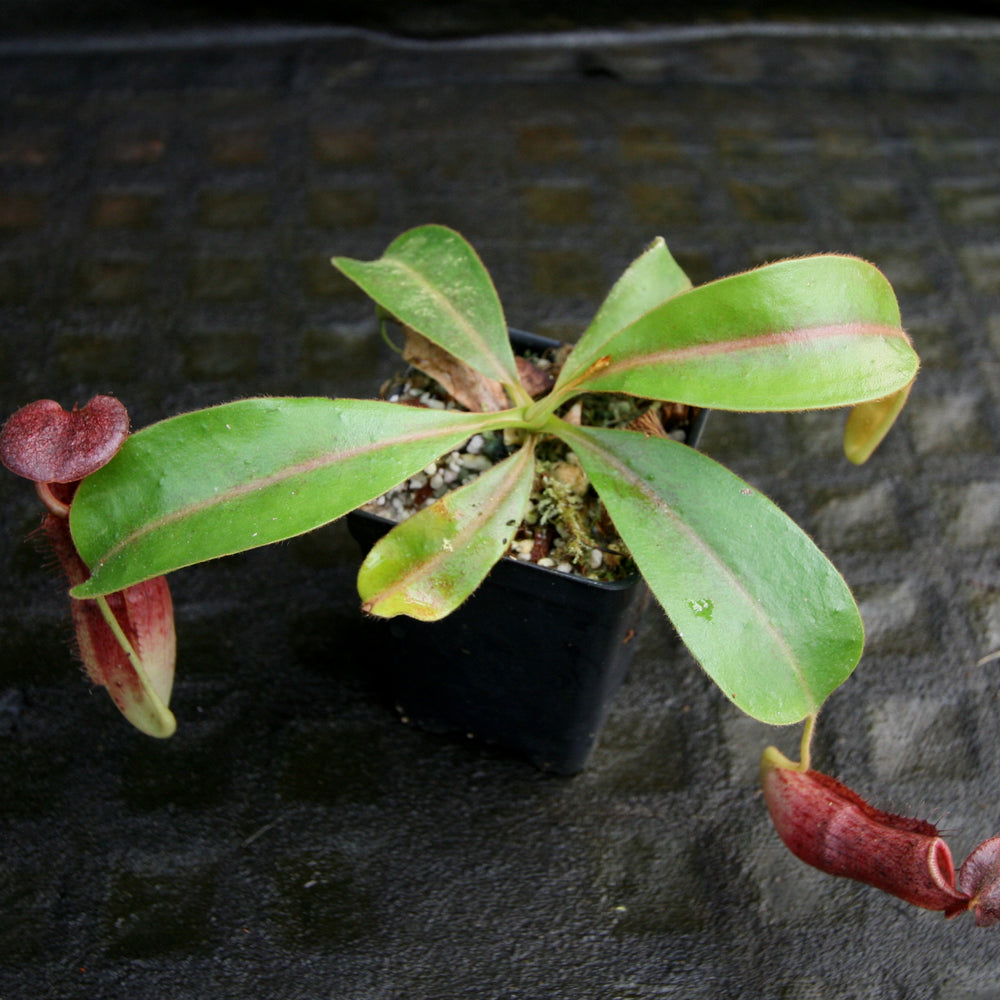 
                      
                        Nepenthes [(lowii x veitchii) x boschiana)] "Red Ruffled" x [(Rokko x boschiana) x veitchii] "Squat", CAR-0193
                      
                    
