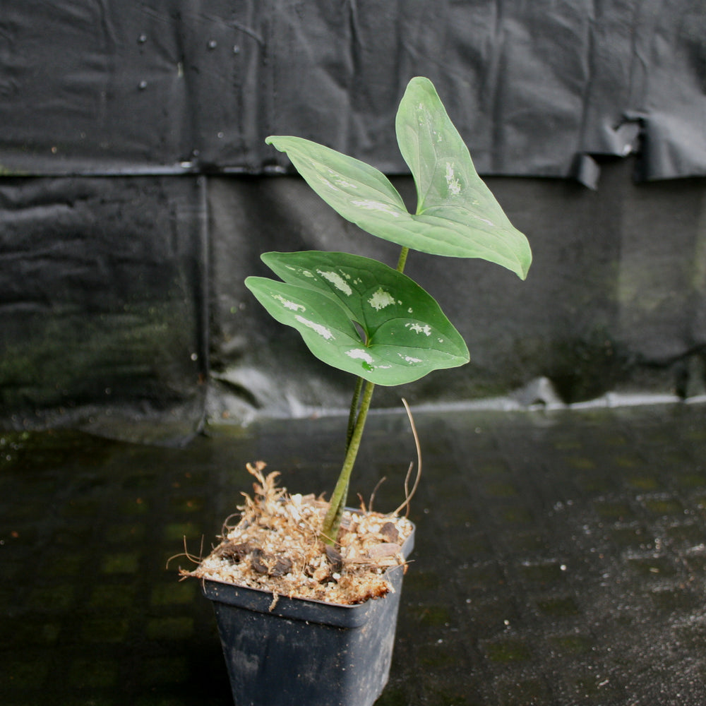 
                      
                        Ulearum donburnsii
                      
                    