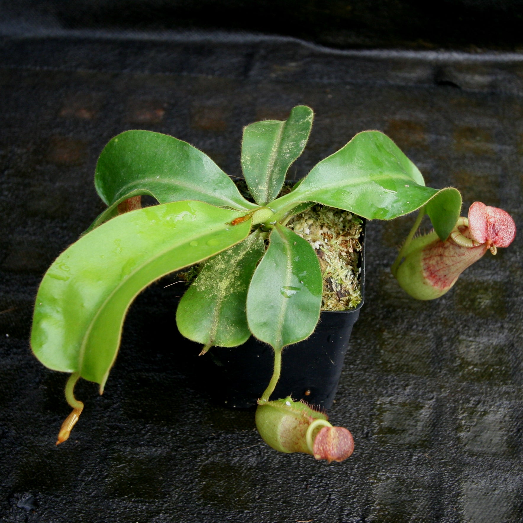 Nepenthes [(lowii x veitchii) x boschiana)] 