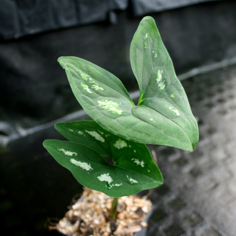 Ulearum donburnsii seedling with broad green leaves showing white speckles in a small pot