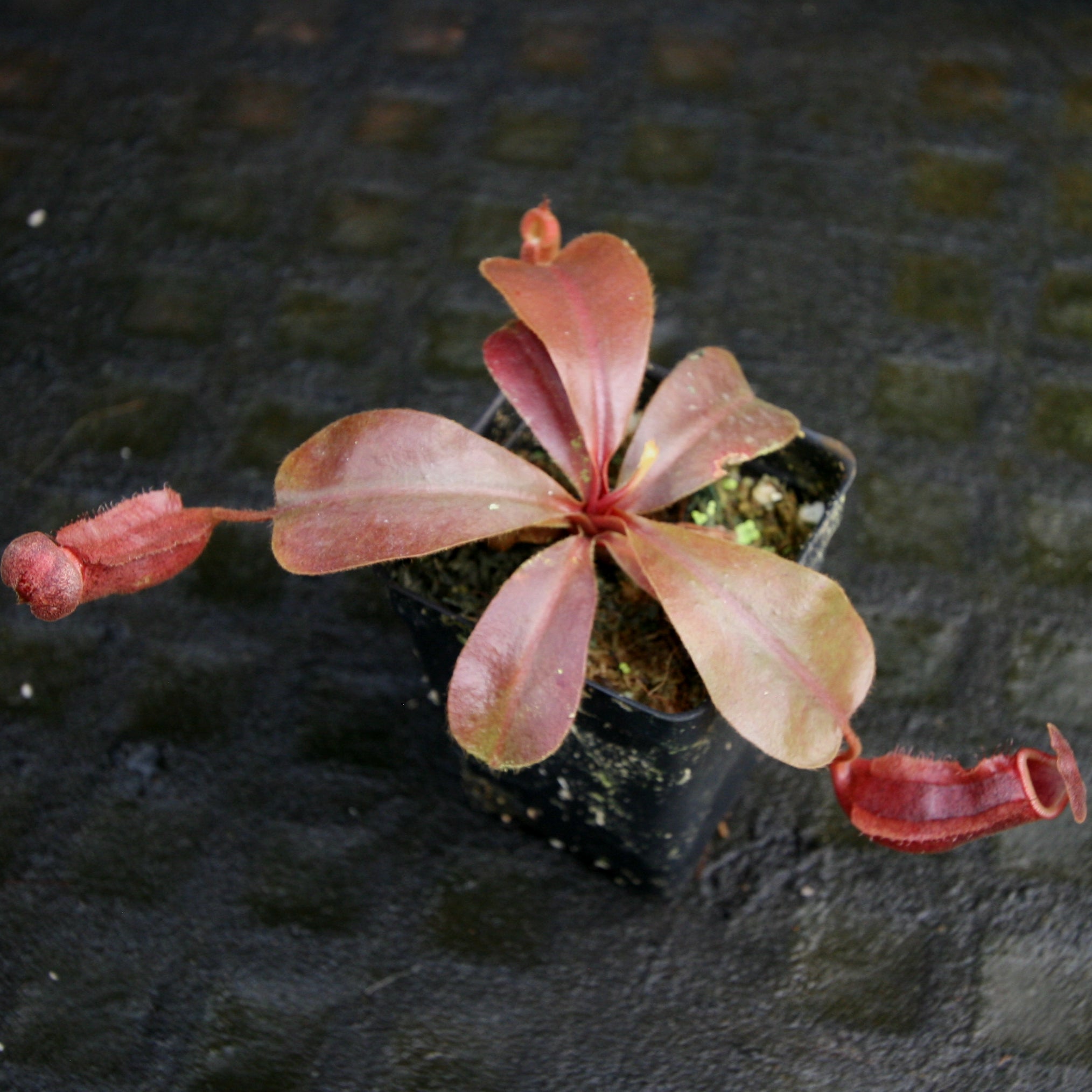 Nepenthes [(lowii x veitchii) x boschiana)] 
