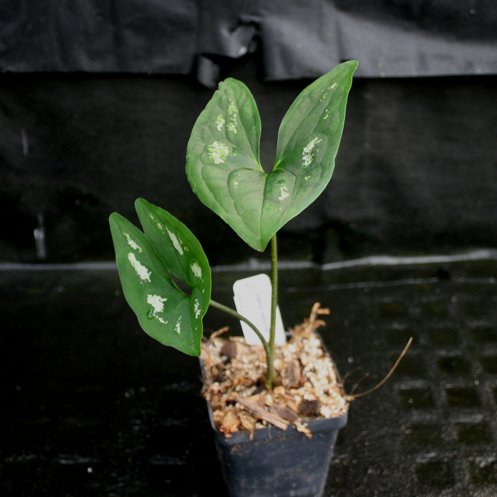 
                      
                        Ulearum donburnsii
                      
                    
