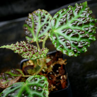 Begonia dracopelta