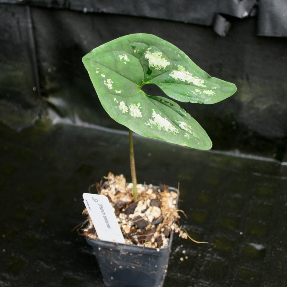 
                      
                        Ulearum donburnsii
                      
                    