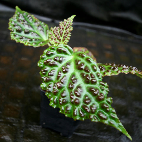 Begonia dracopelta leaf with bright green wrinkled surface and dark brown raised spots