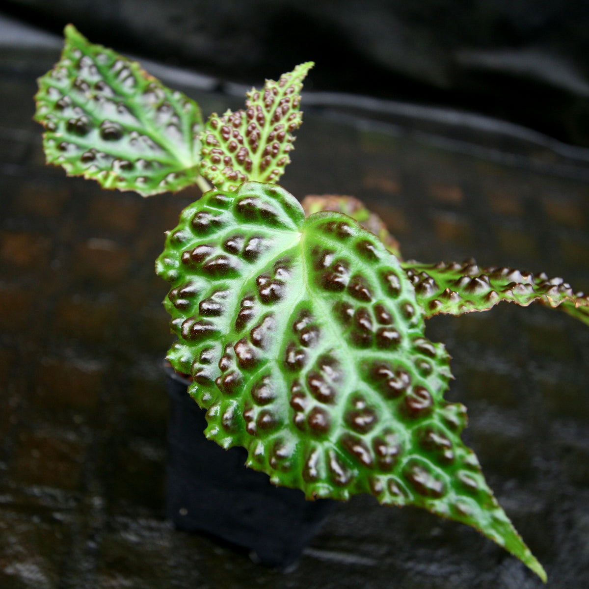 Begonia dracopelta Carnivero