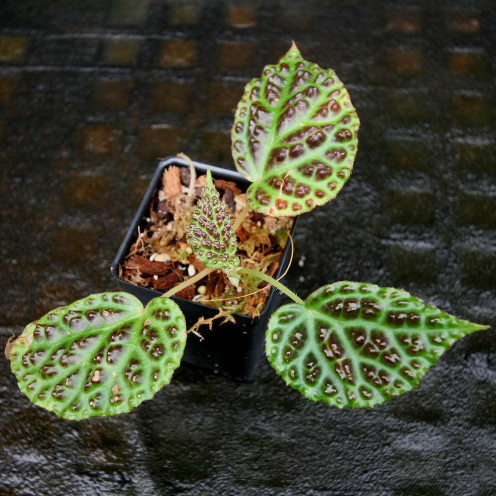 
                      
                        Begonia dracopelta
                      
                    