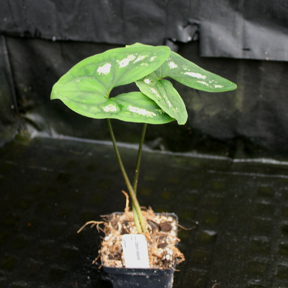 
                      
                        Ulearum donburnsii
                      
                    