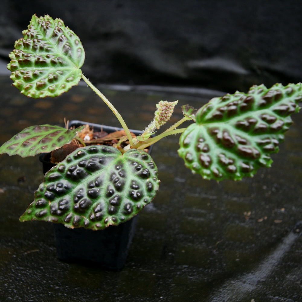 
                      
                        Begonia dracopelta
                      
                    