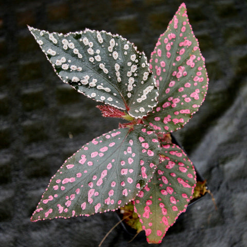 Begonia sp Hairy Spot with two toned leaves dotted with white and pink spots.