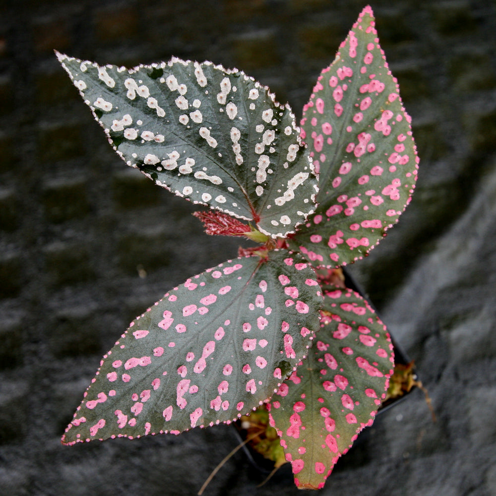 Begonia sp. 
