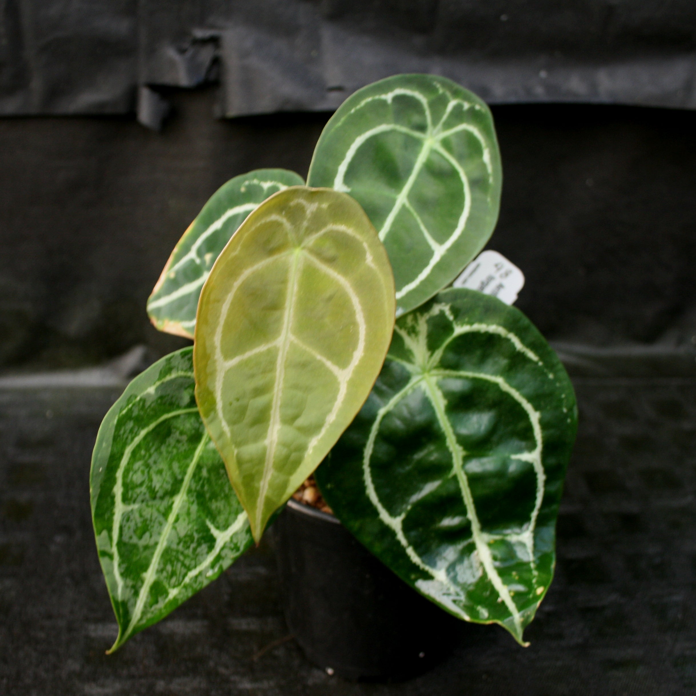 Anthurium forgetii (silver) – Carnivero Anthurium forgetii (silver) – Carnivero