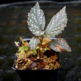 Begonia sp. "Hairy Spot"