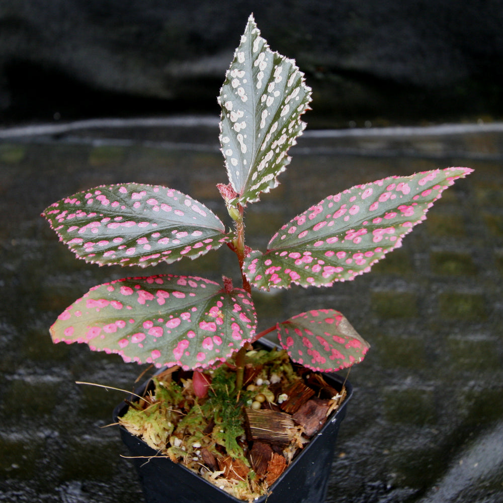 
                      
                        Begonia sp. "Hairy Spot"
                      
                    